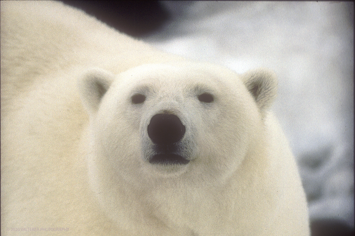 104 C SIBERIA.jpg - Luglio/Agosto 1992. Siberia, terra dei Chukchi. Nell'oceano artico  125 Km a nord-est della penisola dei Chukchi (Siberia) c'Ã¨  l'isola di Wrangel, essa ospita piÃ¹ del doppio di specie vegetali (417) di qualsiasi territorio artico a paritÃ  di superficie nonchÃ¨ 30 specie diverse di uccelli oltre ad orsi polari, foche e trichechi ; per questo motivo   Ã¨ stata proclamata patrimonio dell'umanitÃ  dall'UNESCO. Nella foto banchisa dell'isola di Wrangell, esemplare maschio di orso polare il cui peso si aggira tra i 600 ed i 700 KG